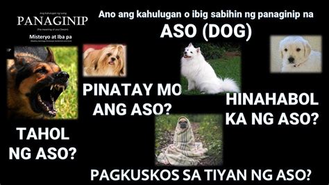 kinantot ko ang aso|Kilos ng Aso, may Ibig Sabihin .